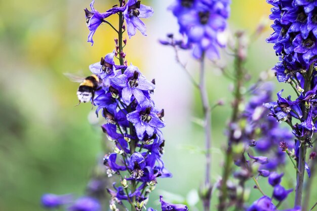 Blue delphinium beautiful flowers in summer garden Blooming plants in the countryside