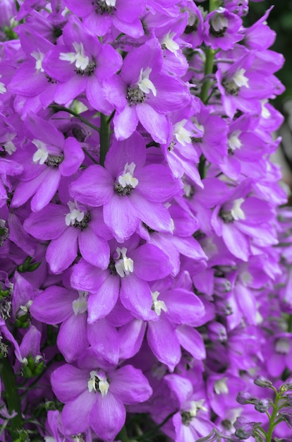 Blue delphinium flower. Violet flower of Delphinium in a summer garden