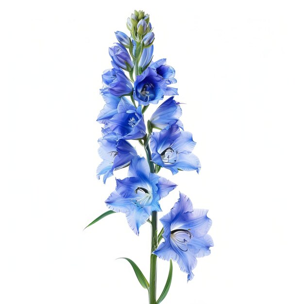 Photo blue delphinium isolated on white background beautiful delphinium flower