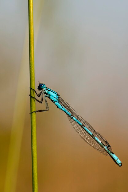 A blue dragonfly on brown background