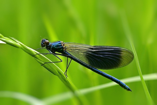 A blue dragonfly sits on a blade of grass in a field of green.