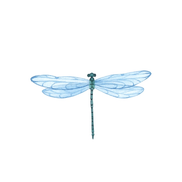 Blue Dragonfly with detailed wings isolated Watercolor hand drawn realistic flying insect llustration for design