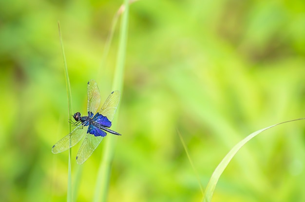 Blue dragonfly with transparent wings on the leaves of the grass Background blurry green tree.