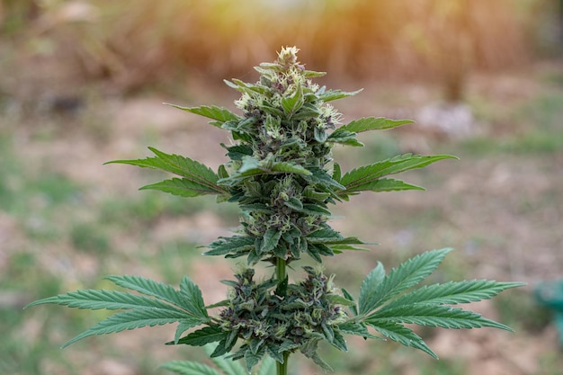 Blue Dream cannabis breed marijuana growing in the ground