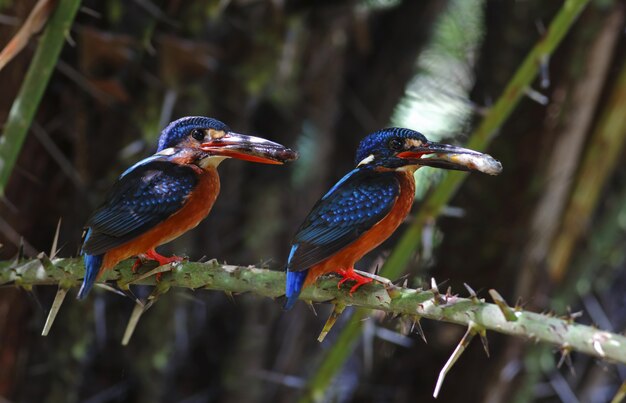 Blue-eared Kingfisher Alcedo meninting Beautiful Male and Female Birds of Thailand