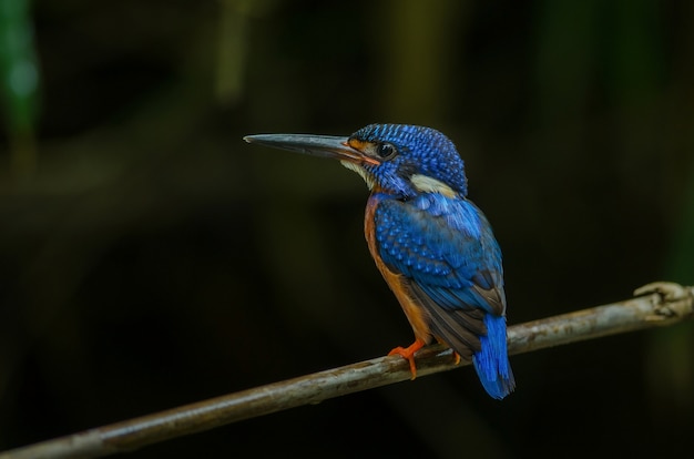 Blue-eared Kingfisher (Alcedo meninting) standing on the branch in nature of thailand