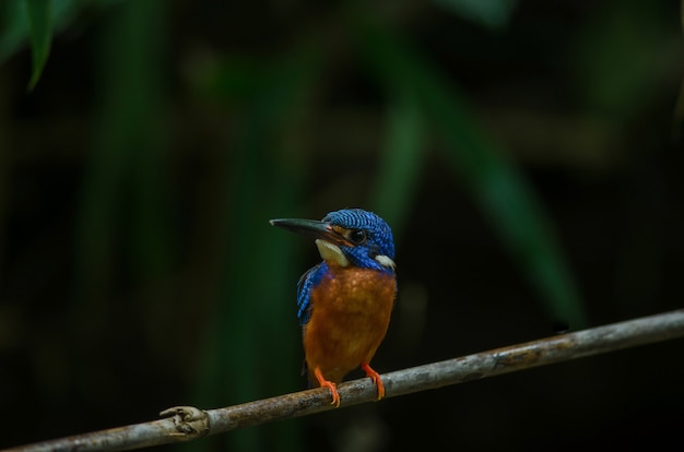 Blue-eared Kingfisher (Alcedo meninting)