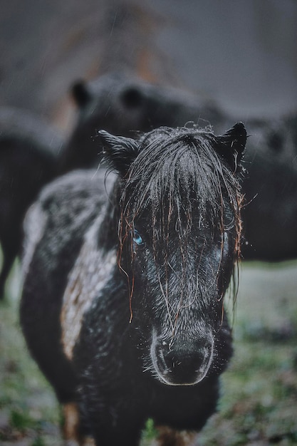 Photo blue eyed pony in the wild