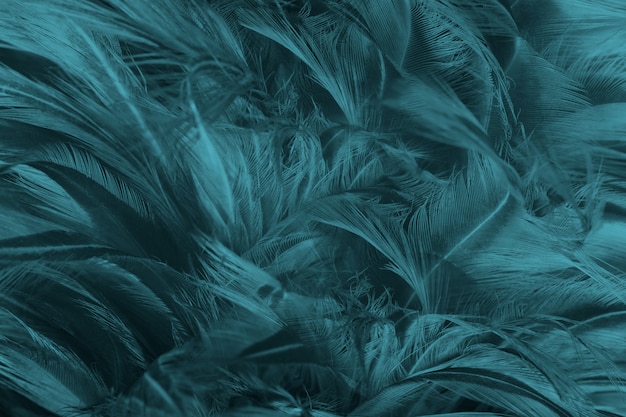 Blue feather texture background