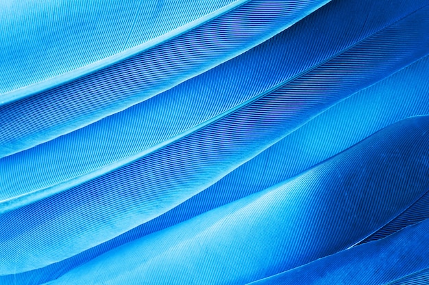 blue feather texture