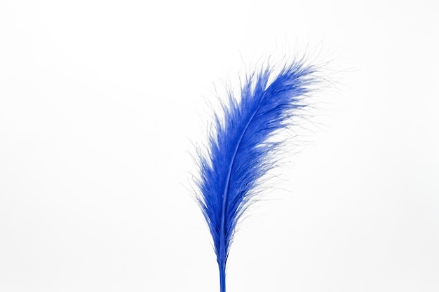 Blue Feather on White Background