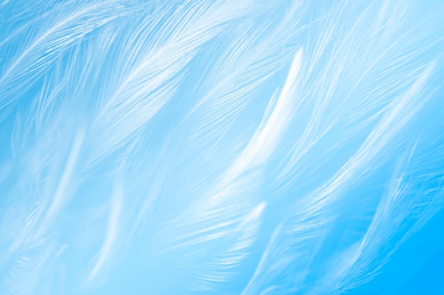 Blue Feathers Detail Texture Background