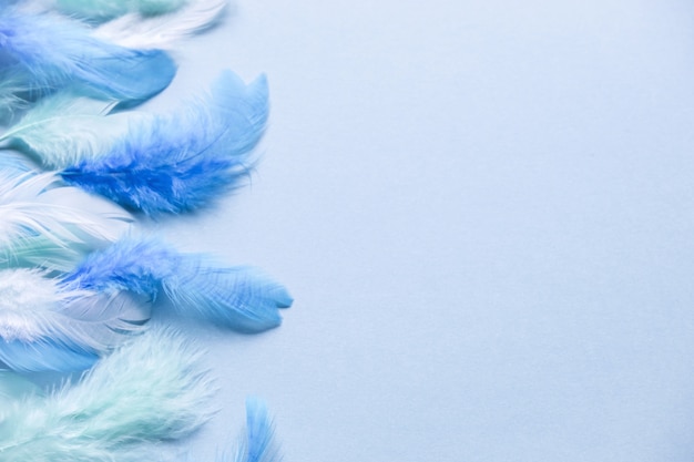 blue feathers on pastel blue