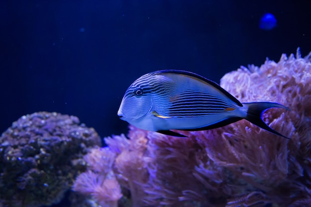 Blue fish in dark water