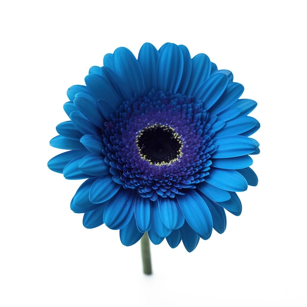 A blue flower against a white background