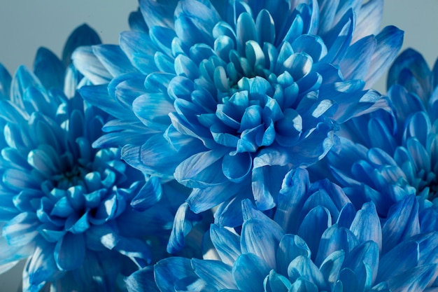 Blue flower background close up of blue flower aster with blue petals for background or texture