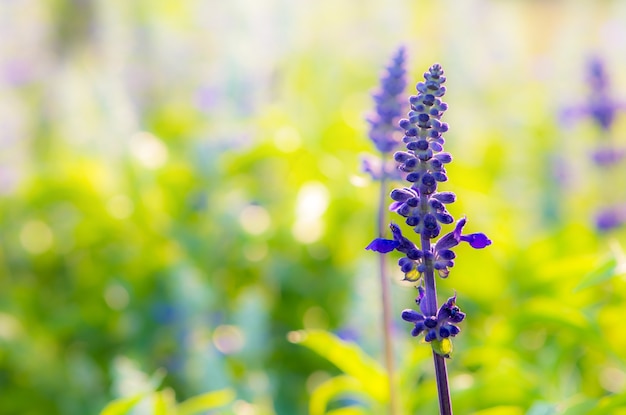 Blue flower in garden.