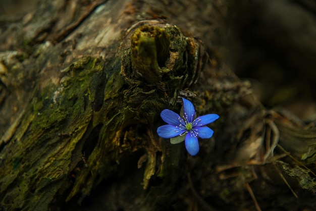 Blue flower growing on a stump in the forest