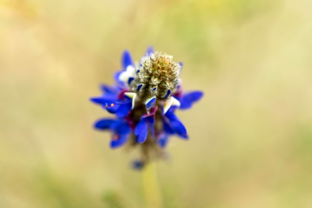 blue flower of lupine plant