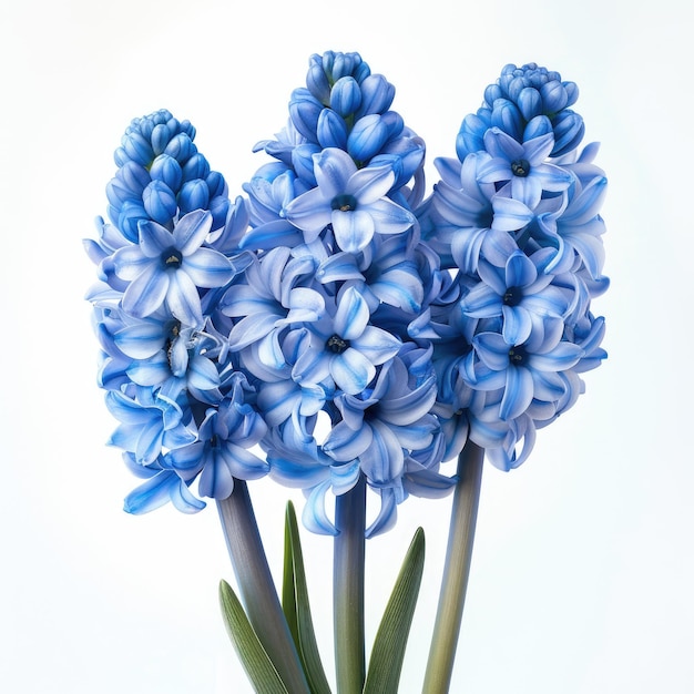 a blue flower with the name  spring  on it