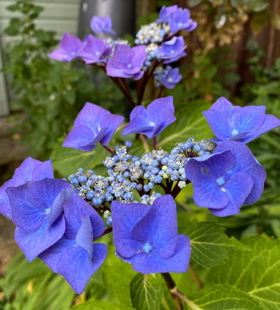 a blue flower with the name  spring  on it