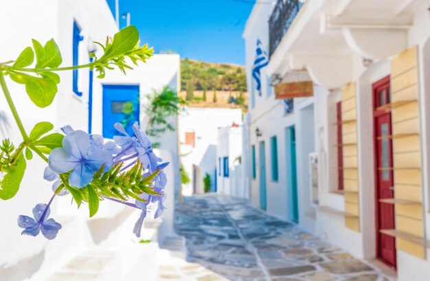 Blue flower with typical greek street background Lefkes