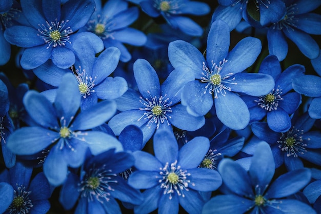 Blue flowers background