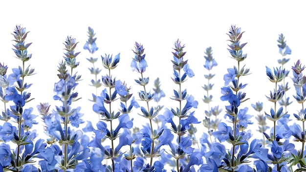 blue flowers in a blue background with a white background