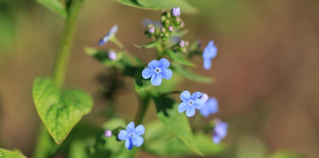 The blue flowers of Brunnera similar to forgetmenot flowers