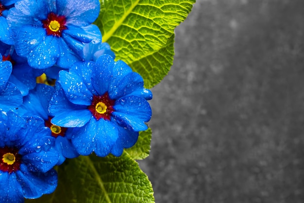 Blue flowers in drops of water closeup on a dark background copy space