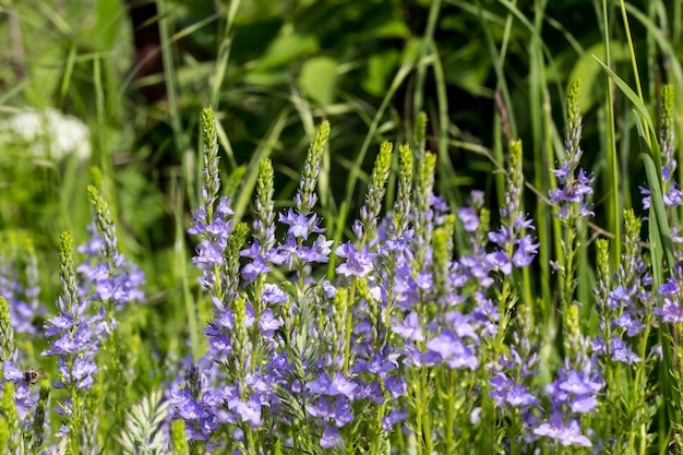 Blue flowers in the field