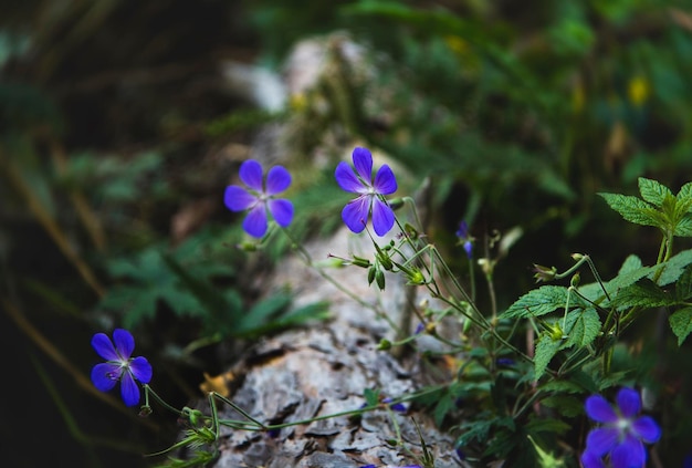 Blue flowers of flax on an old log in a forest