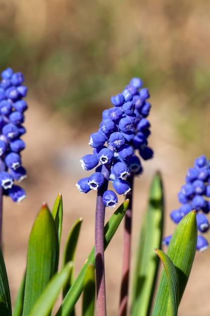 Blue flowers for garden decoration