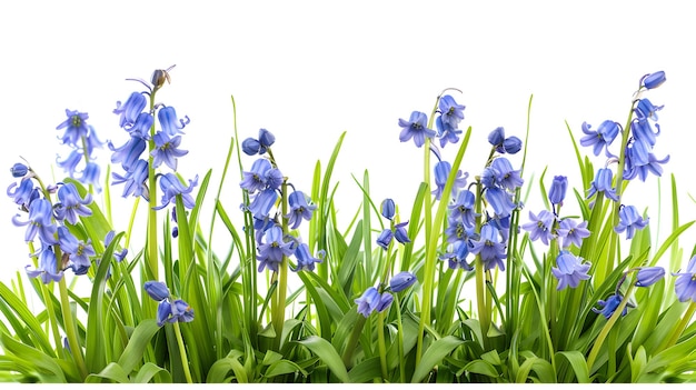 blue flowers in a garden