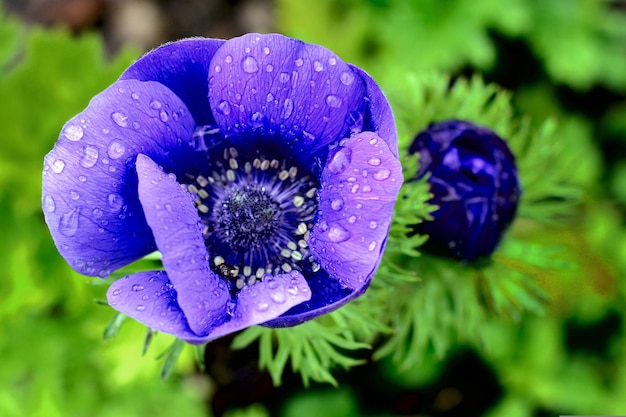 blue flowers in the garden