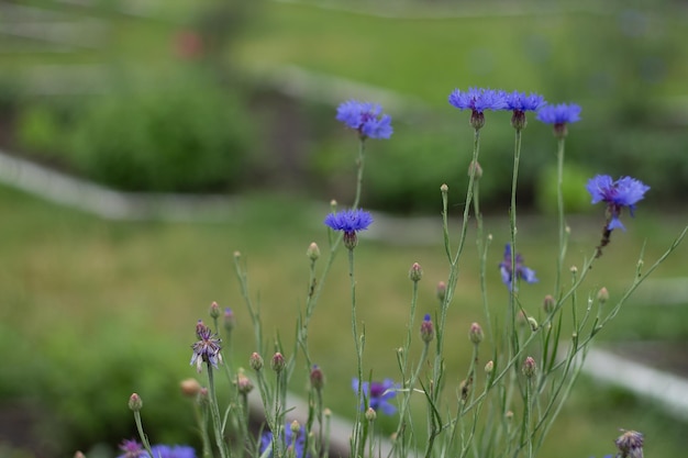 Blue flowers on the green background