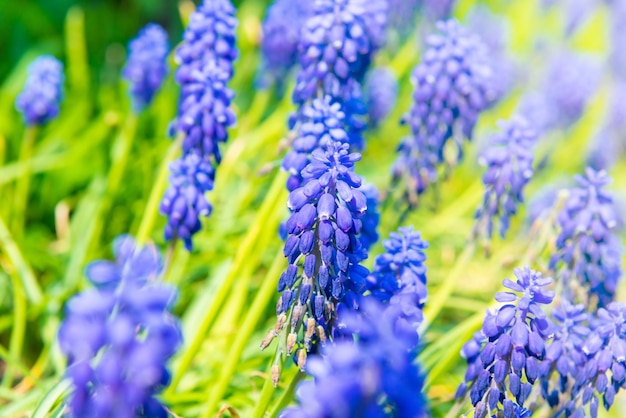 Blue flowers hyacinth