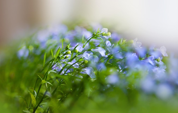 Blue flowers indoors