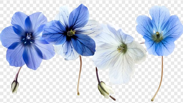 Photo blue flowers on a transparent background set with different beautiful blue and white flowers