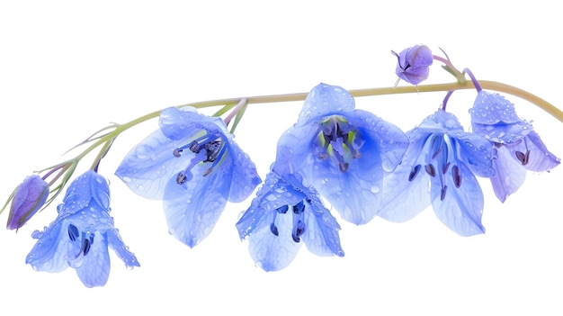 blue flowers on a white background