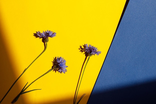 Blue flowers on yellow background flat lay in sunlight Floral card with space for text Cornflower blooming Minimal creative floral wallpaper summer wildflowers