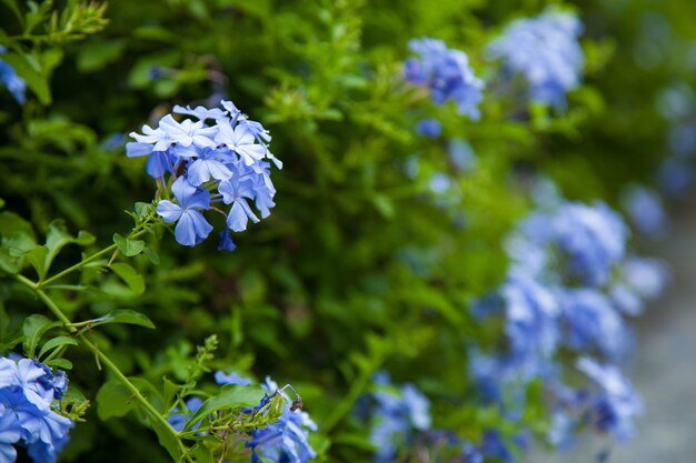 Blue flowers.