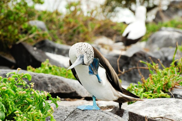 Photo blue footed boobie bird