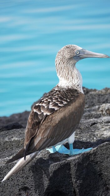 Photo blue footed boobies galapagos islands