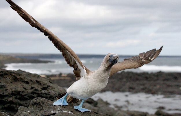 Photo blue-footed booby is taking off