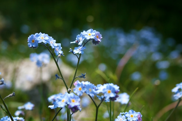 Blue forget me not flower close up.