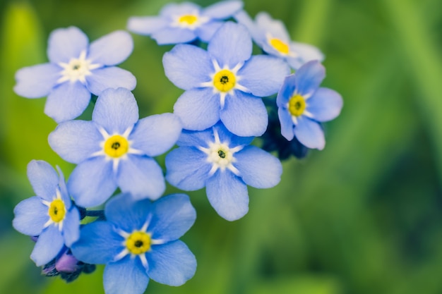 Blue forget-me-not flowers