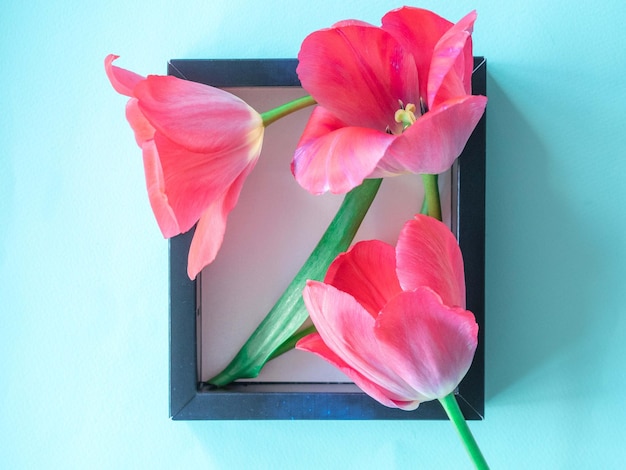 A blue frame on a blue background with delicate pink tulips a place to copy