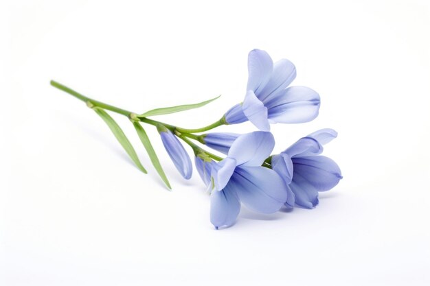 Photo blue freesia flower blossom petal