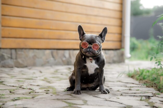 Blue French bulldog Cute dog Dressed puppy